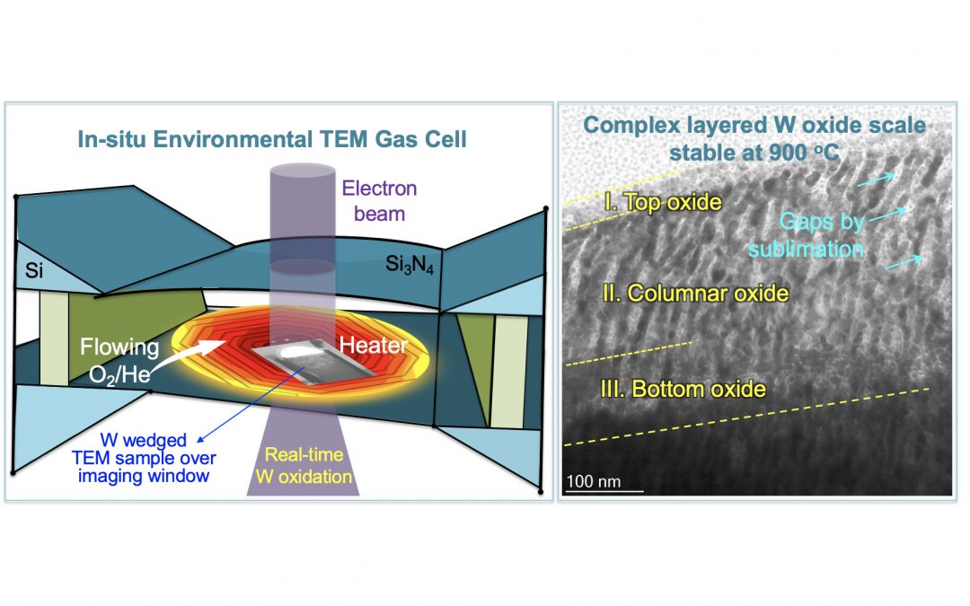 Direct observation of tungsten oxidation studied by in situ environmental TEM
