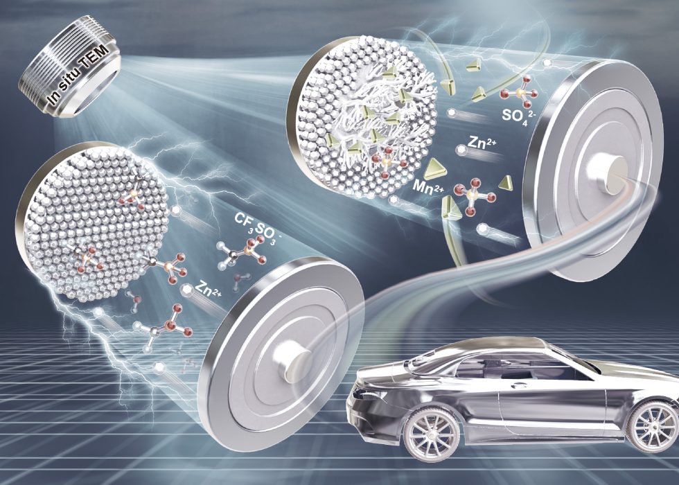 Unraveling the dynamic behavior of zinc electrodes in aqueous