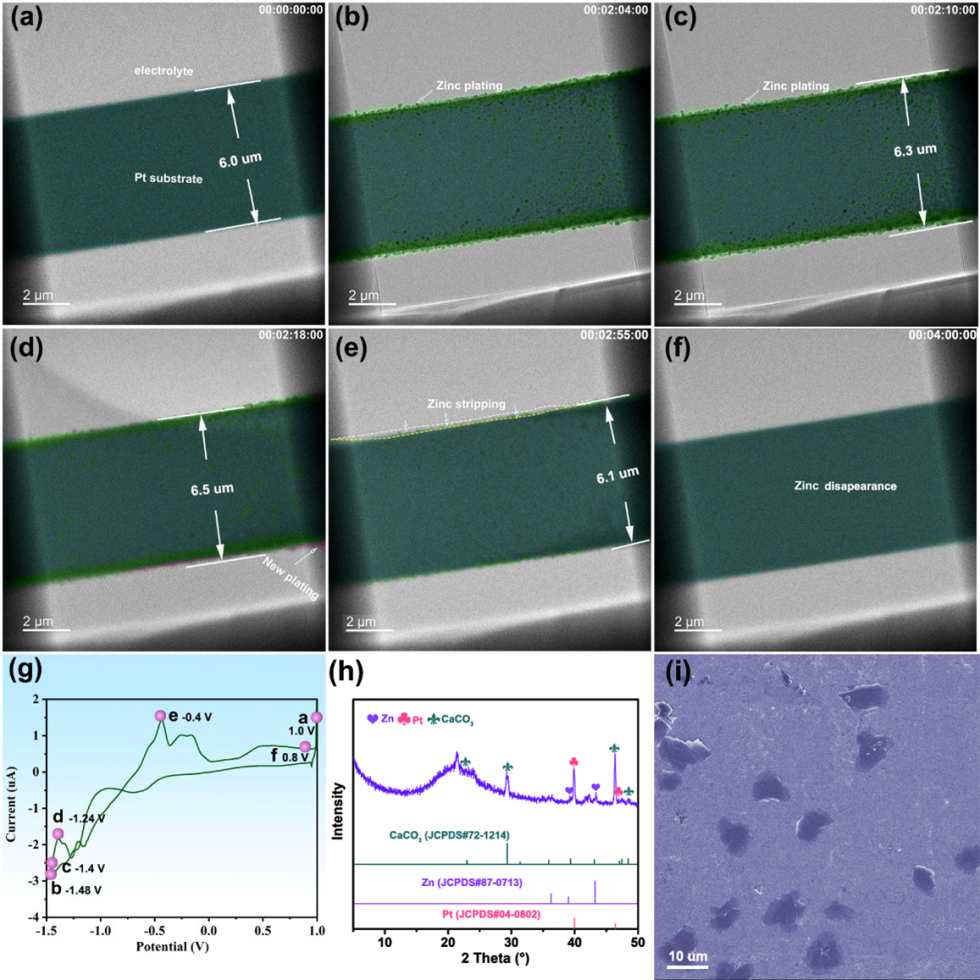 Unraveling the dynamic behavior of zinc electrodes in aqueous